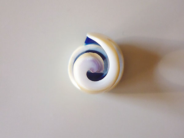 画像4: 渦巻き模様が美しい貝の指輪  【カラー・ホワイト】【カラー・ブルー】